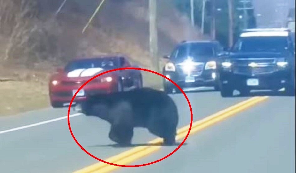 भालू का बच्चा