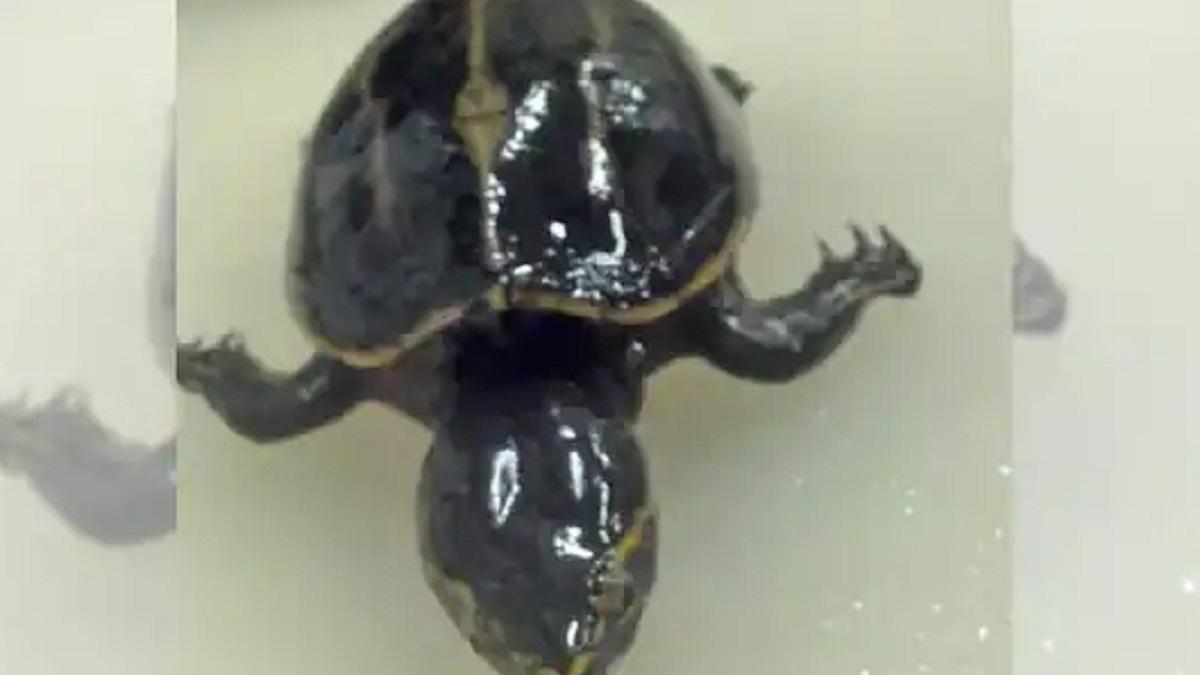 लैब में पहुंची मछली के पेट से निकला जिंदा कछुआ