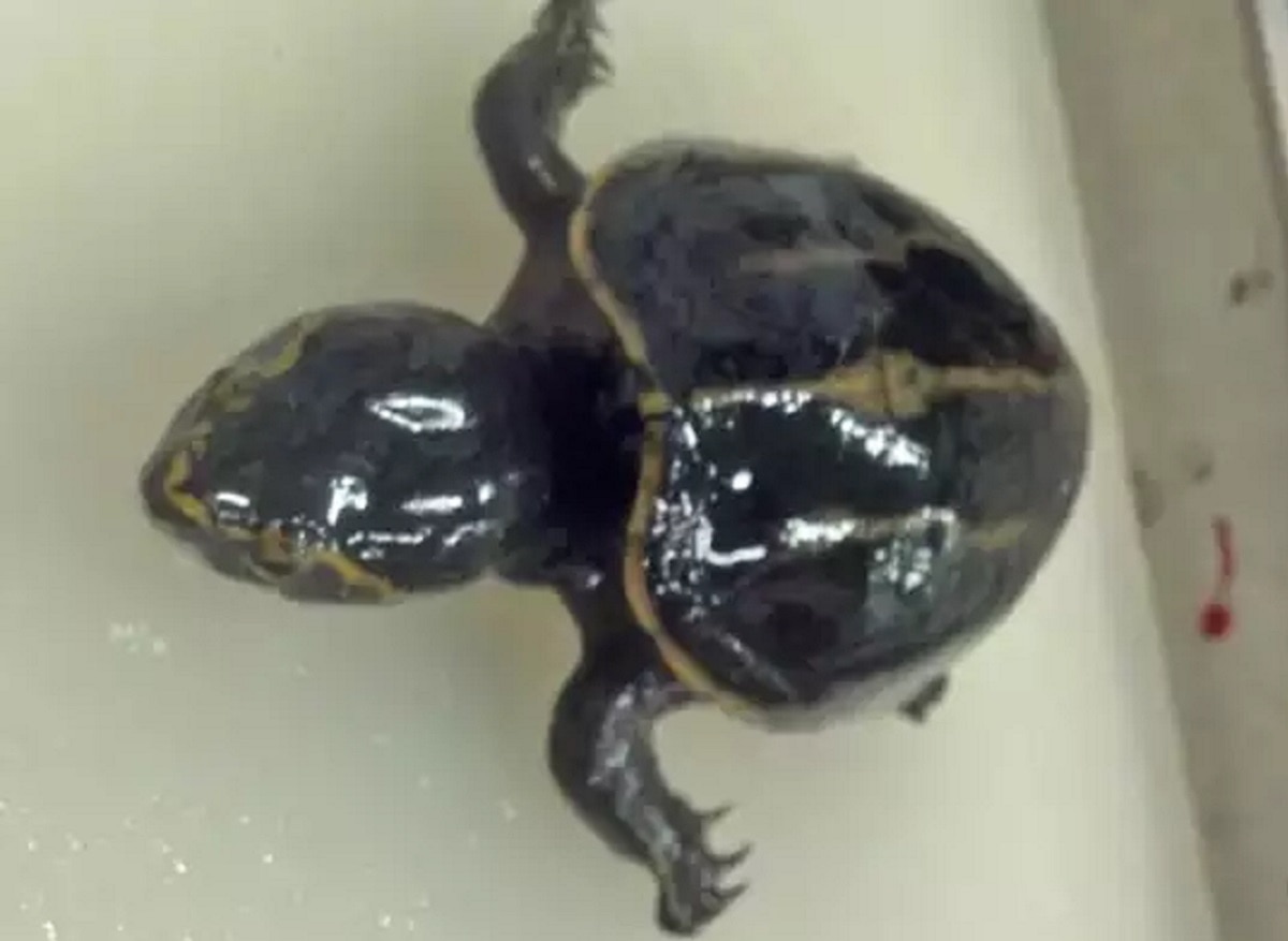 लैब में पहुंची मछली के पेट से निकला जिंदा कछुआ