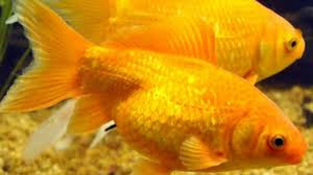 लैब में पहुंची मछली के पेट से निकला जिंदा कछुआ