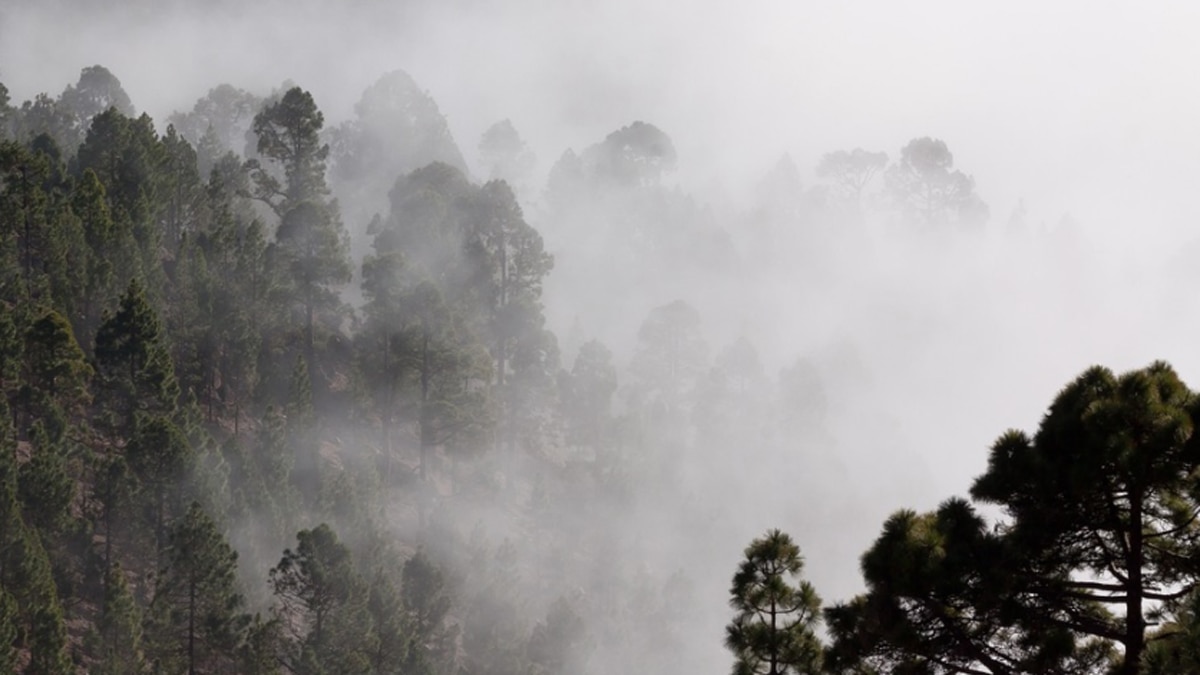 धुंध या कोहरा दिखाई देना