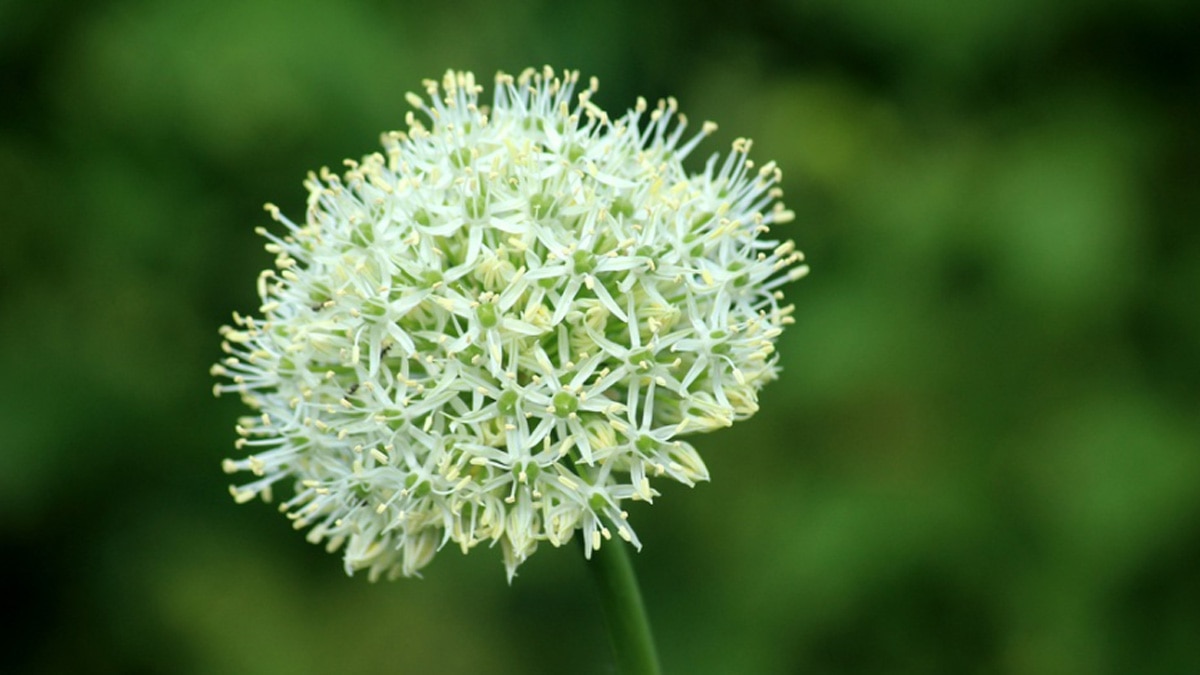 लहसुन का पौधा