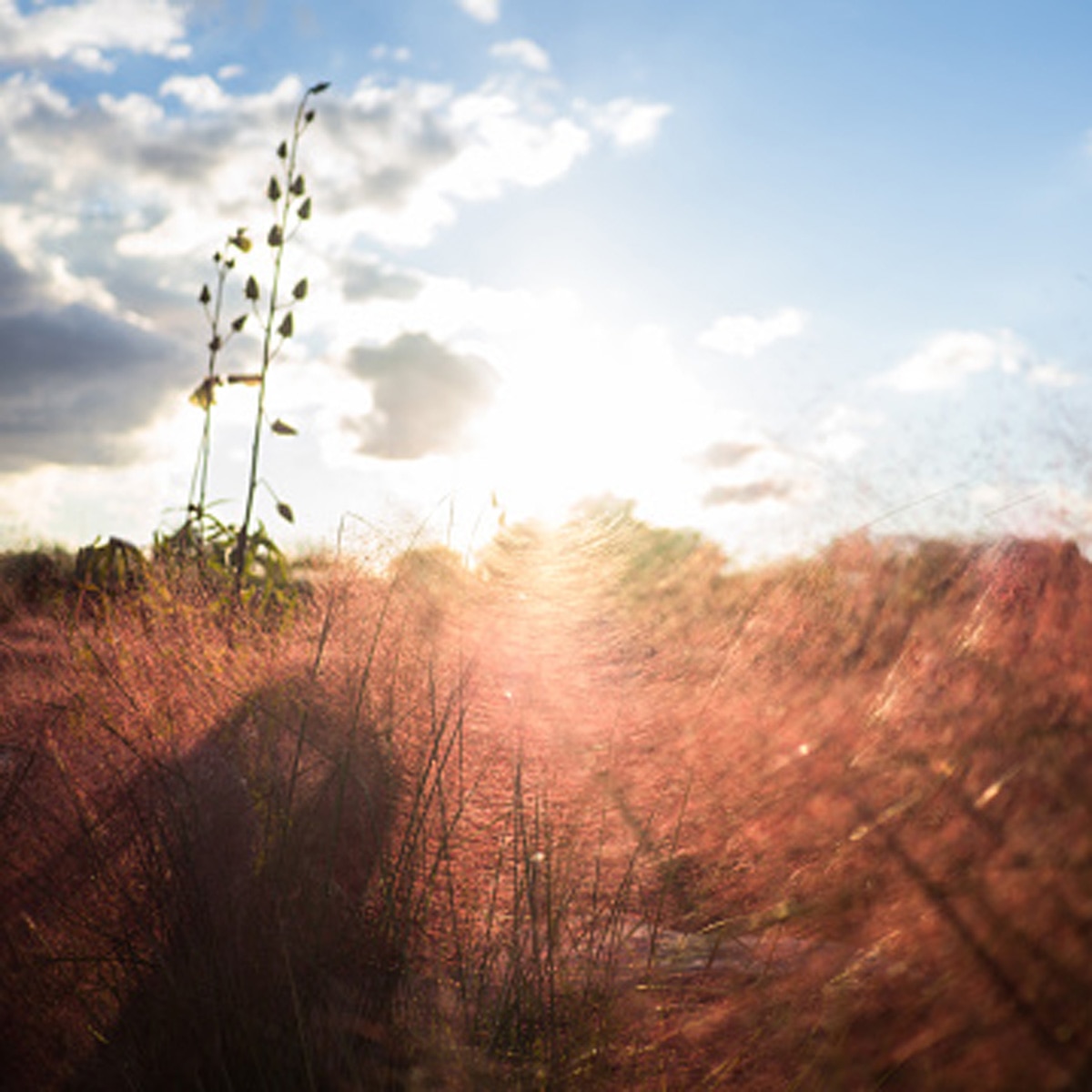 प्रतीकात्मक तस्वीर