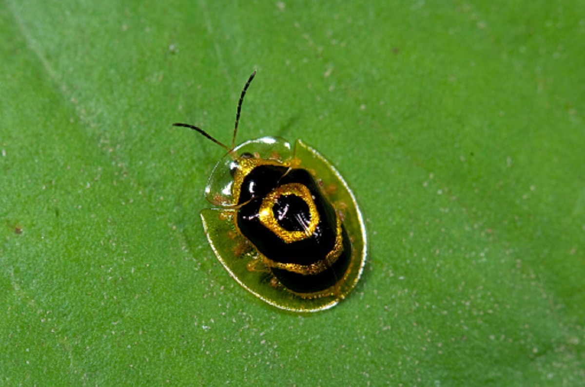 जब अचानक उड़ने लगे गोल्डन कछुए