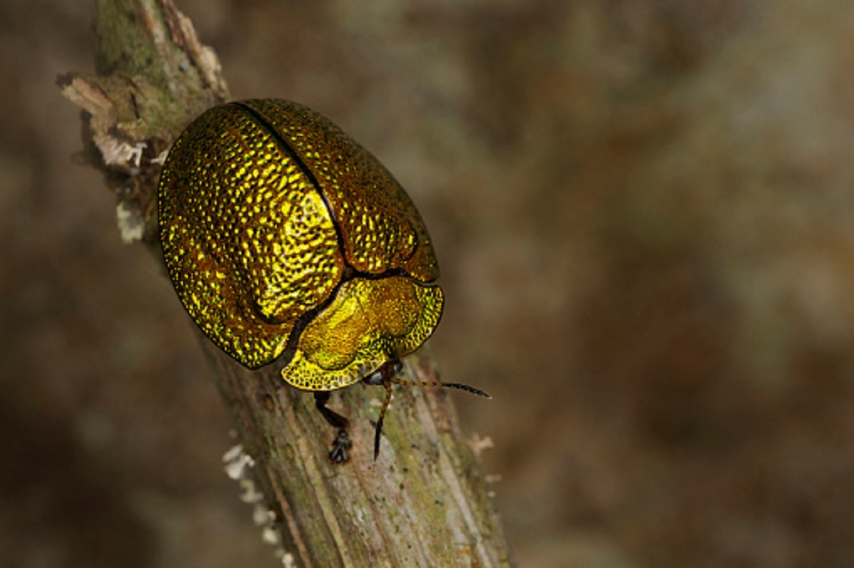 जब अचानक उड़ने लगे गोल्डन कछुए