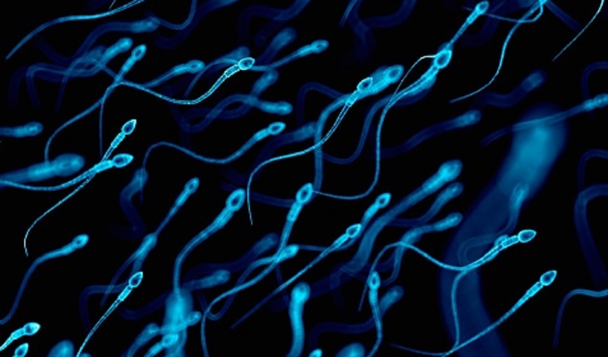 पुरुषों के प्राइवेट पार्ट की लंबाई घटा रहा पॉल्यूशन