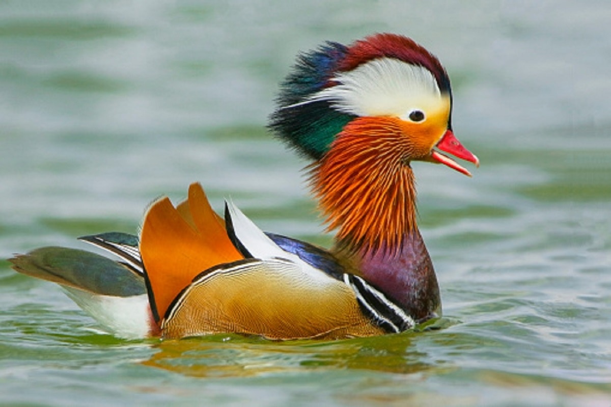 अरुणाचल प्रदेश में दिखे दुर्लभ सुनहरे बतख