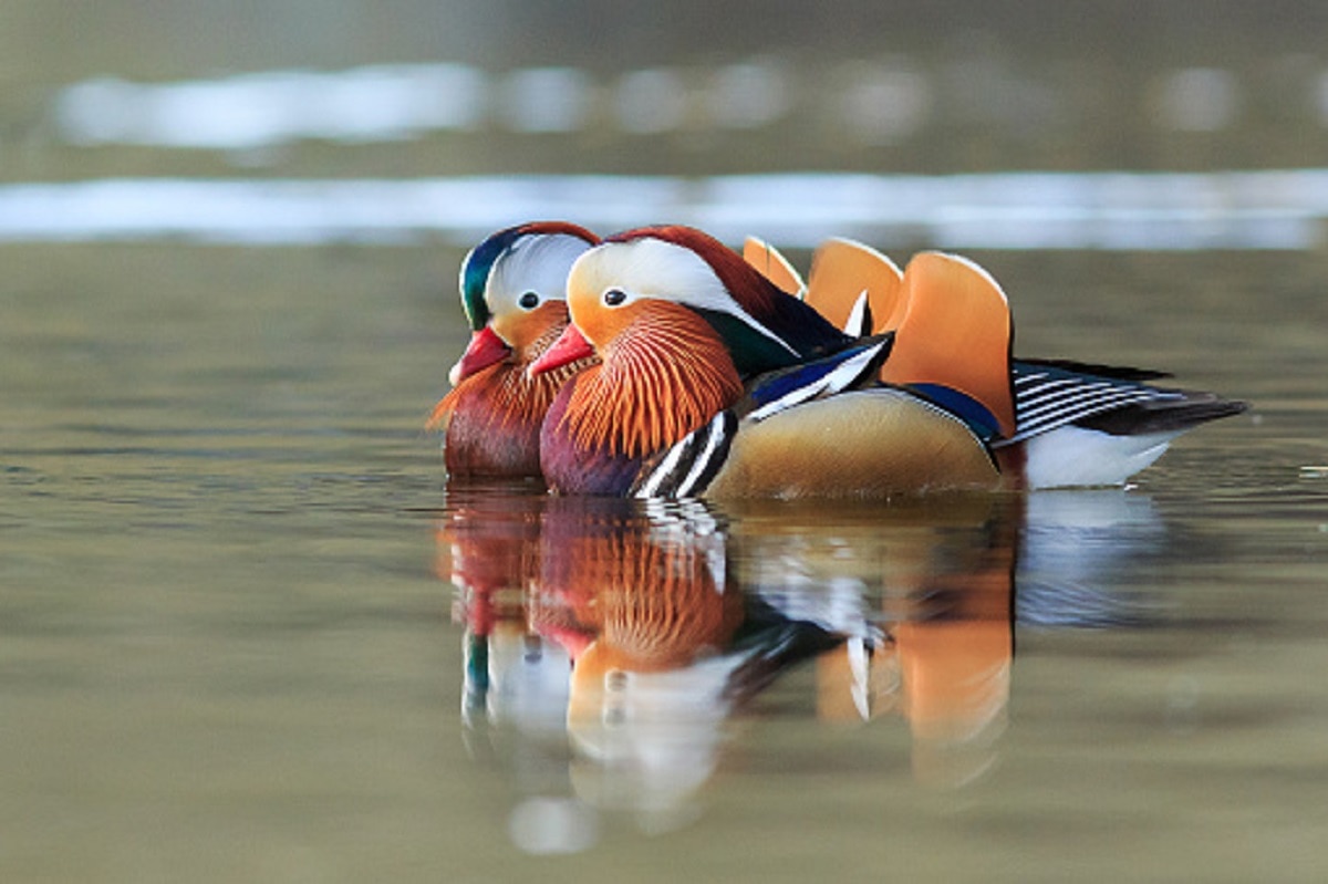 अरुणाचल प्रदेश में दिखे दुर्लभ सुनहरे बतख