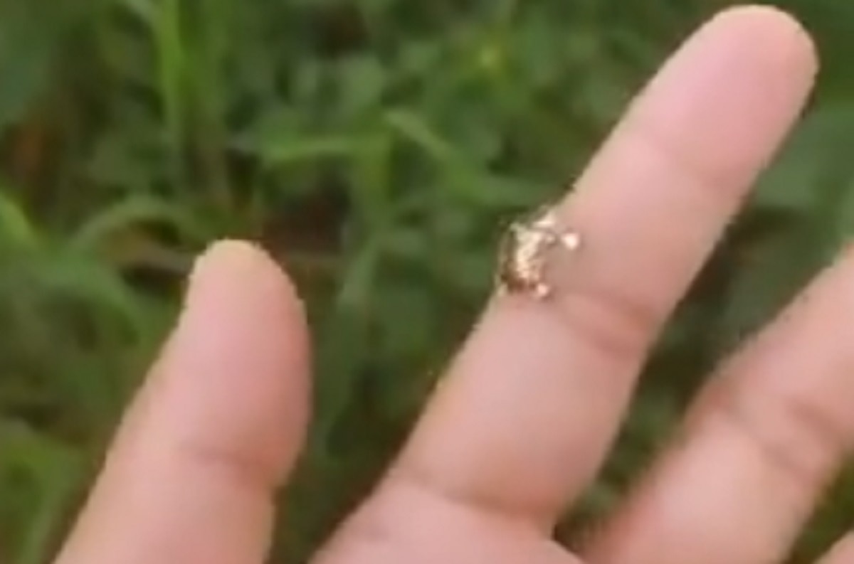 जब अचानक उड़ने लगे गोल्डन कछुए