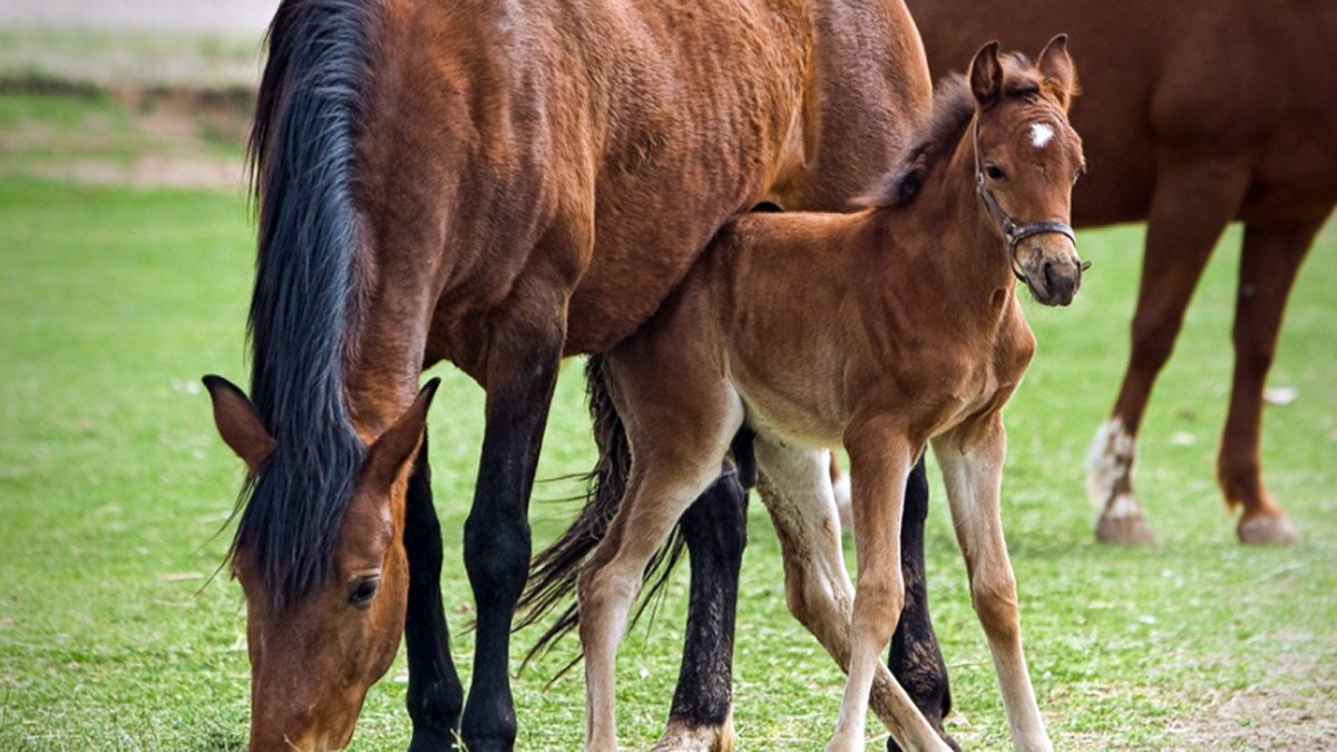 घोड़े के दूध के फायदे 8