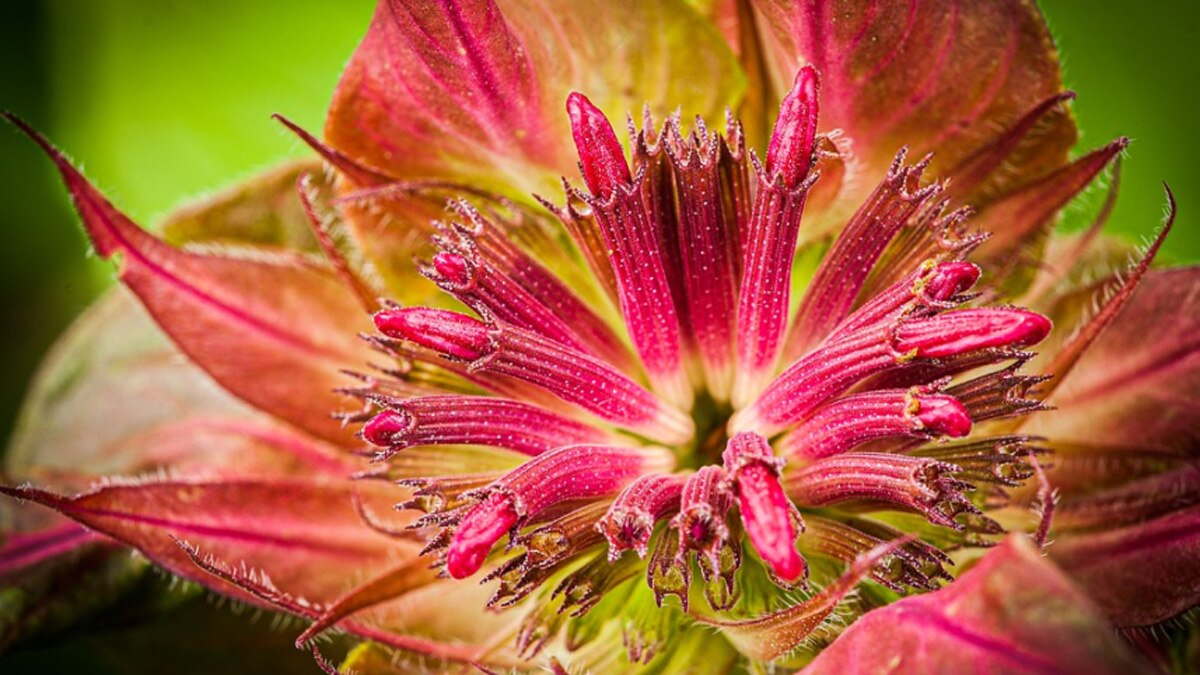 हॉर्समिंट