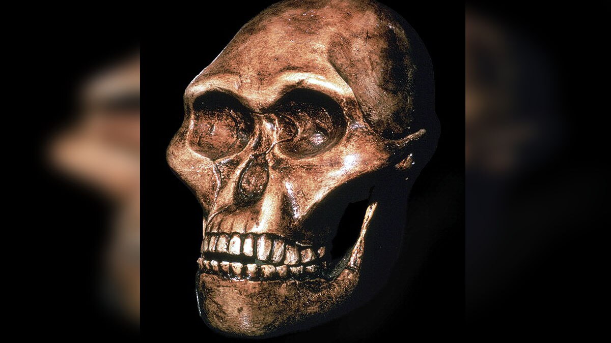 Human Ancestor Lucy Gets New Face