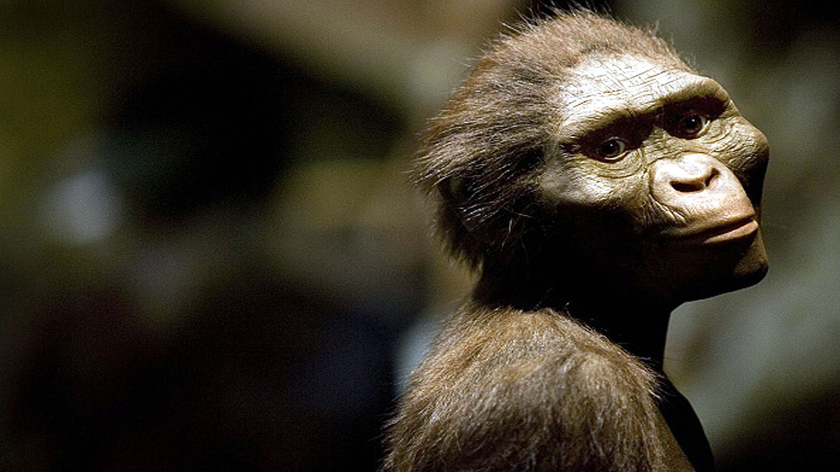 Human Ancestor Lucy Gets New Face