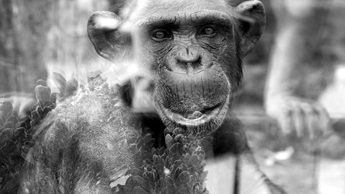 Human Ancestor Lucy Gets New Face