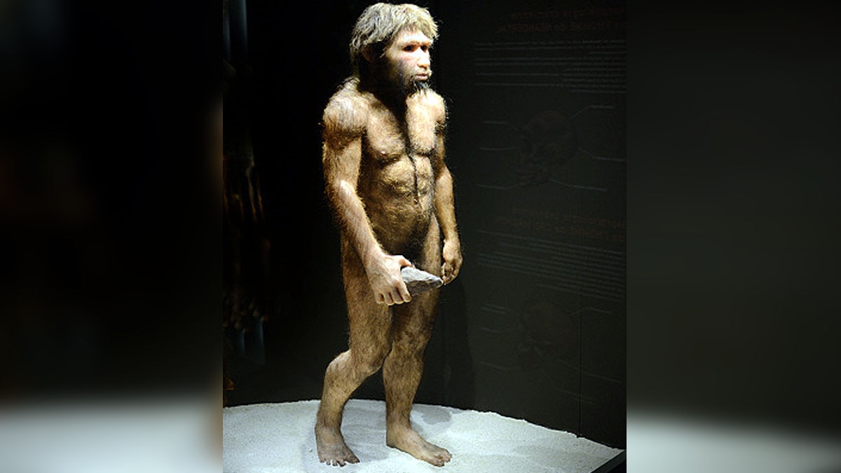 Human Ancestor Lucy Gets New Face