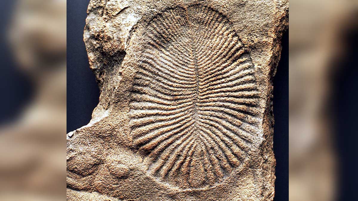 Genes of 50 Crore Year Old Sea Monsters in Human