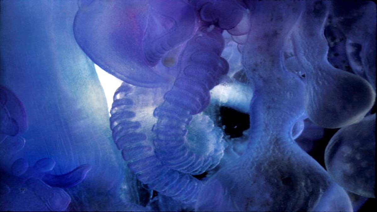 Genes of 50 Crore Year Old Sea Monsters in Human