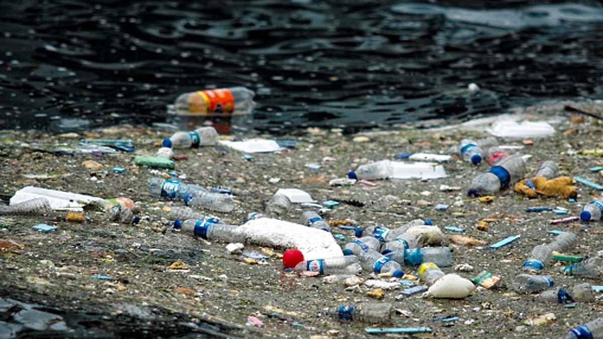 Human Penis shrinking due to Pollution