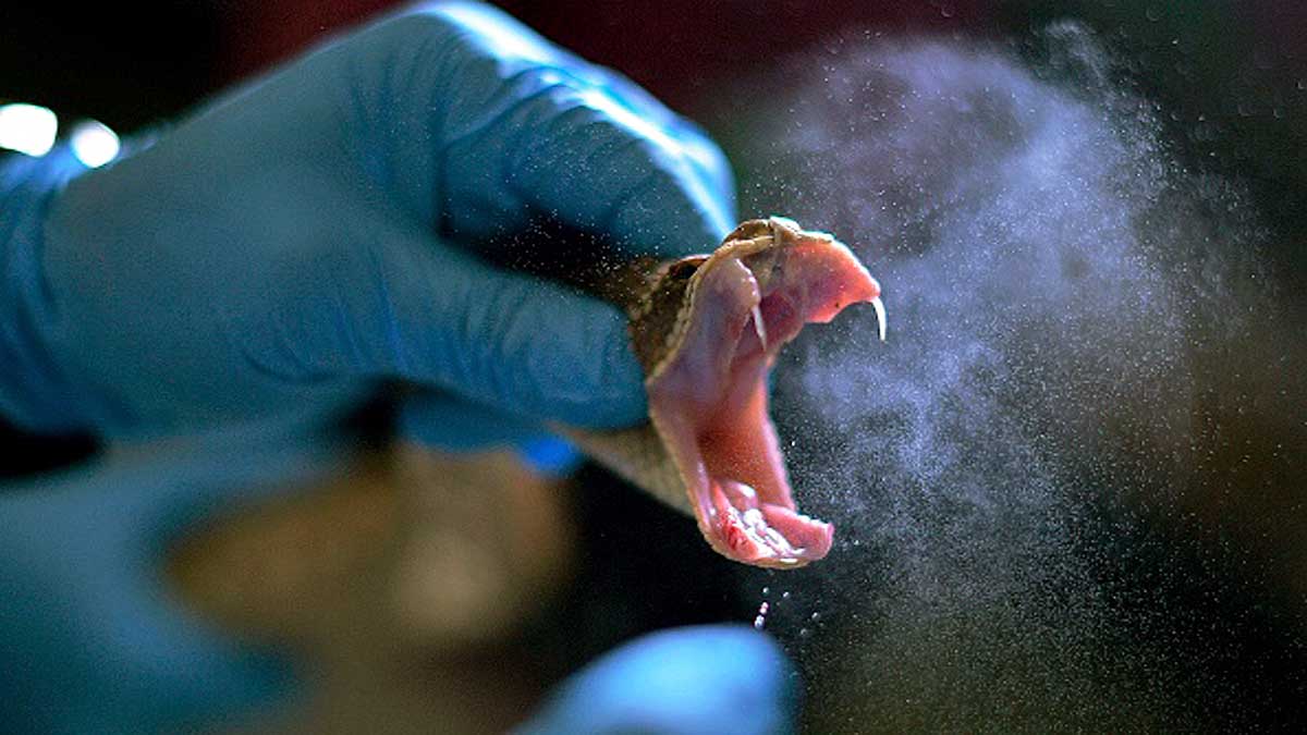 What if human produce poison