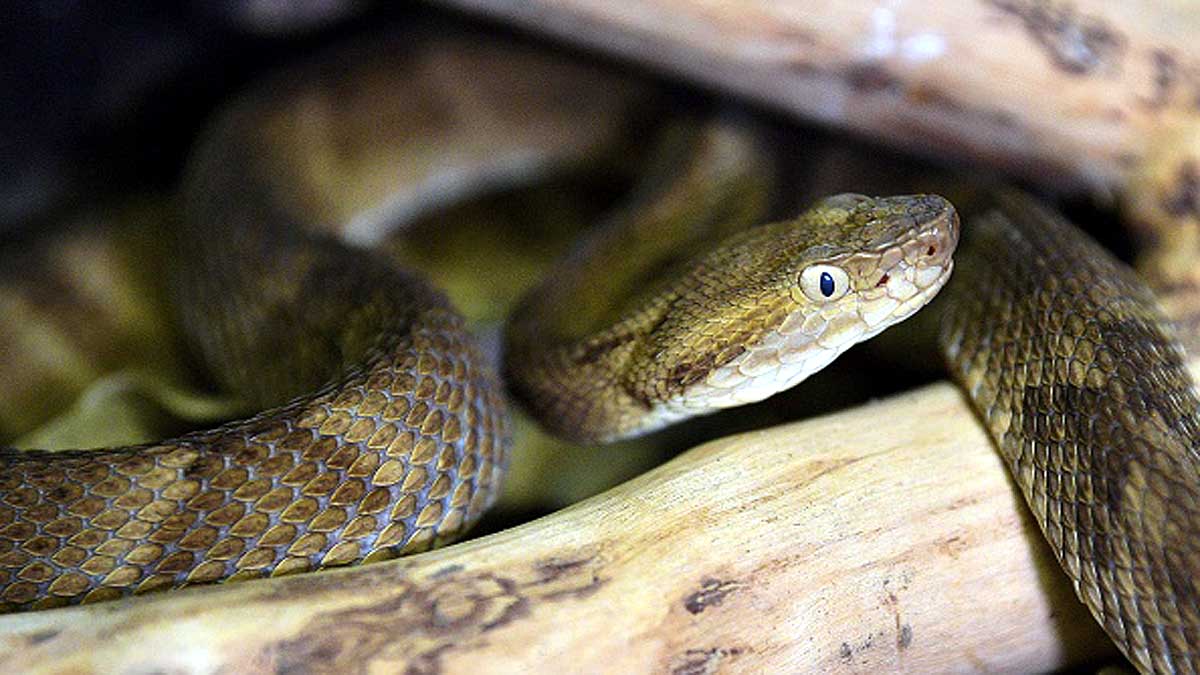 What if human produce poison