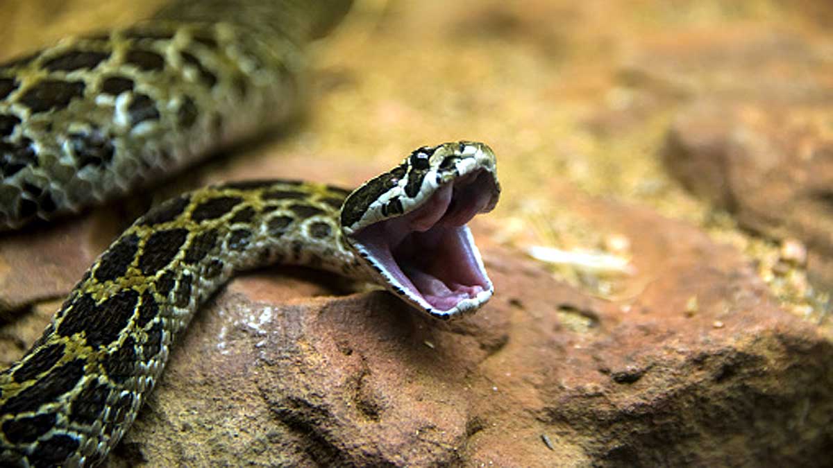 What if human produce poison