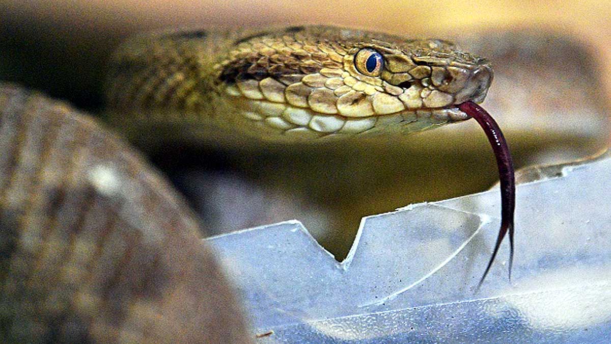 What if human produce poison