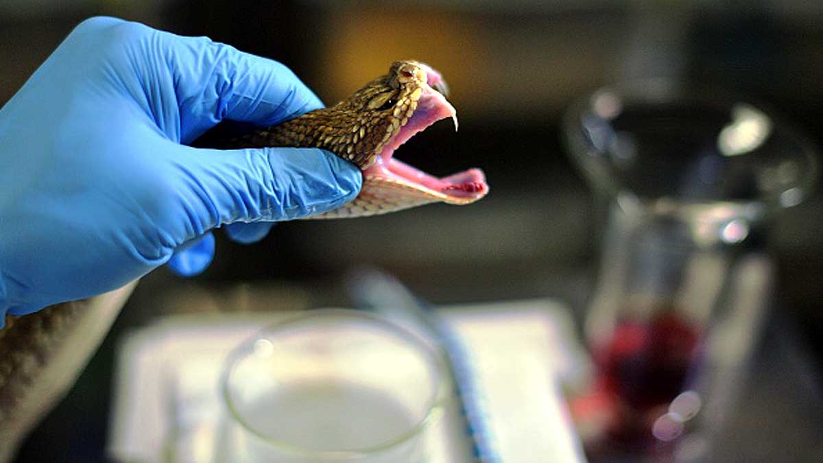 What if human produce poison