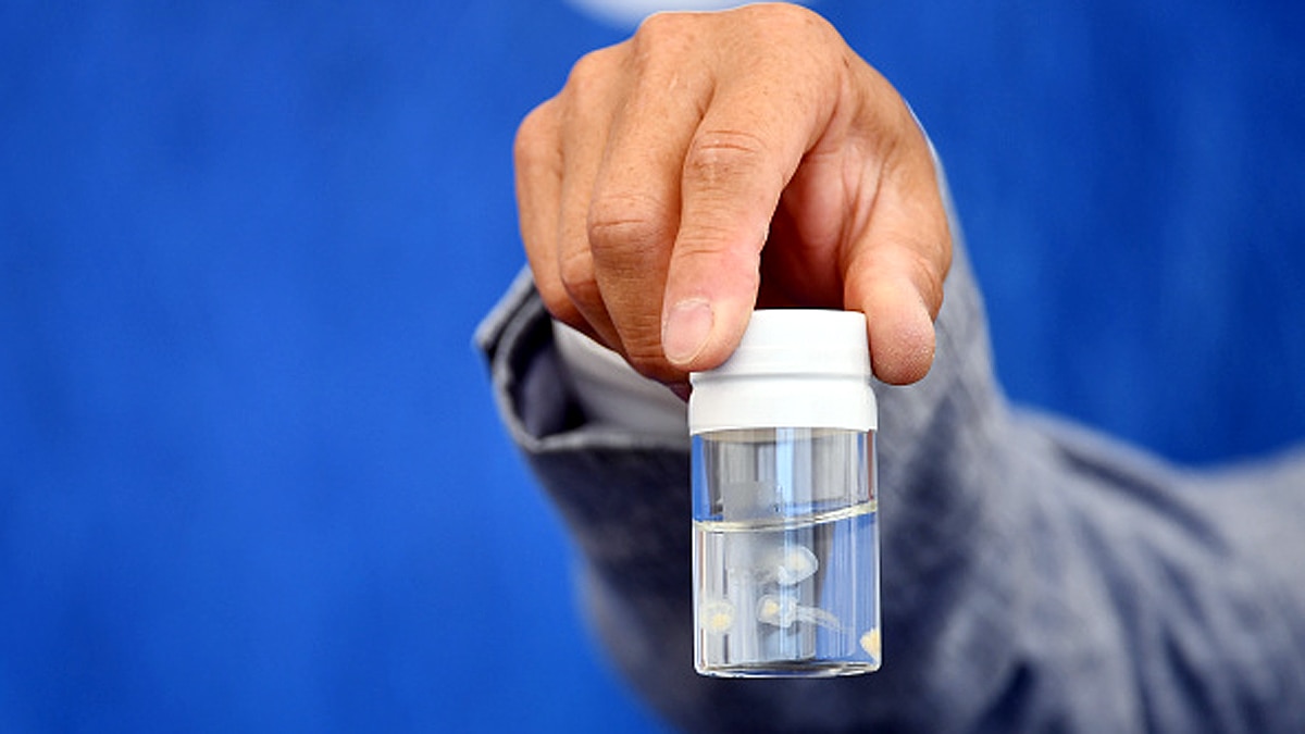  Immortal Species of Jellyfish which never dies