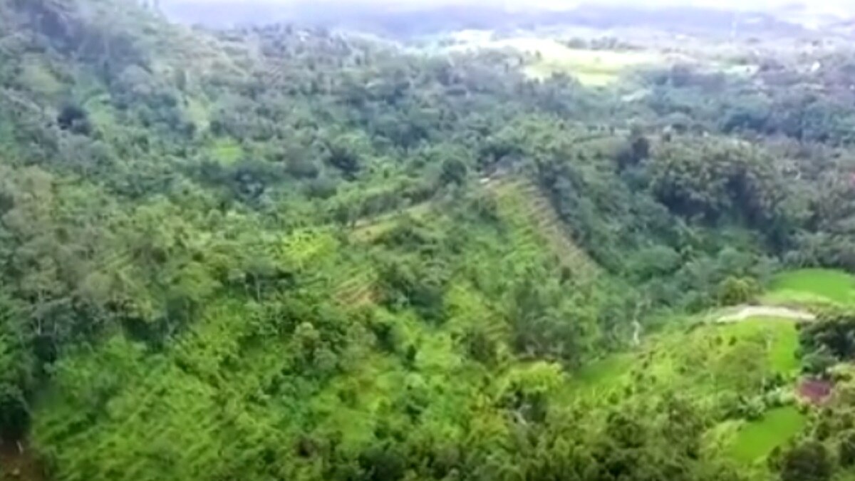 शख्स ने बंजर पहाड़ियों पर उगा दिया जंगल
