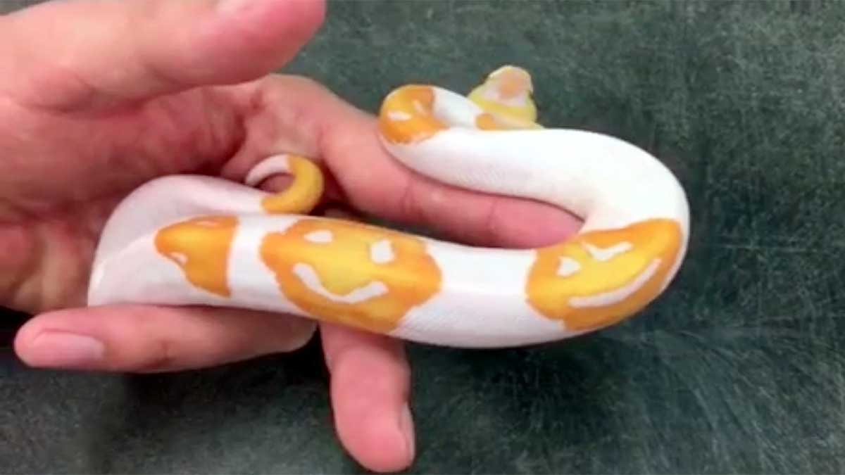 Smiley on Python Skin