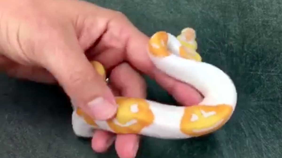 Smiley on Python Skin