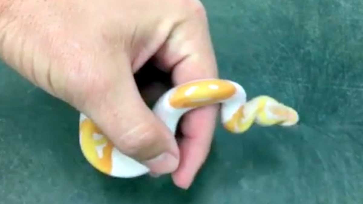 Smiley on Python Skin