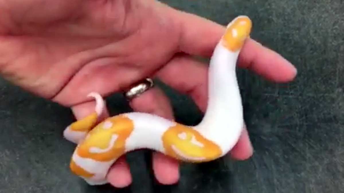 Smiley on Python Skin