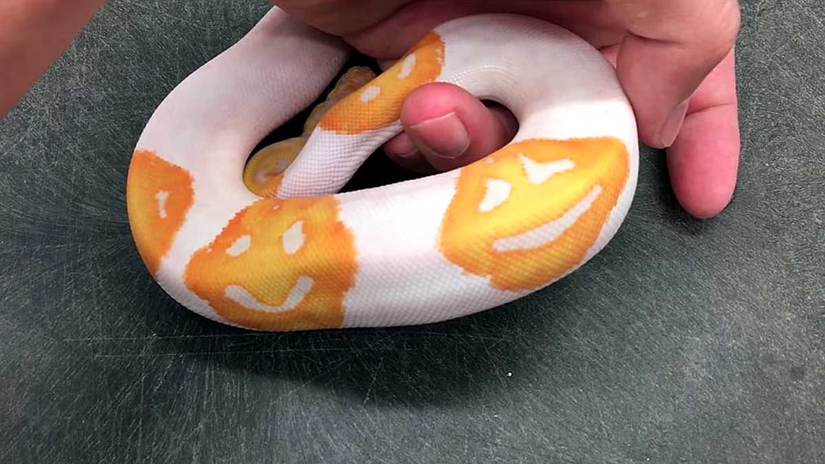 Smiley on Python Skin