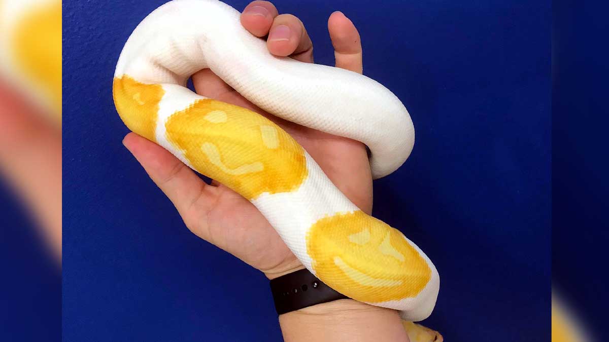 Smiley on Python Skin