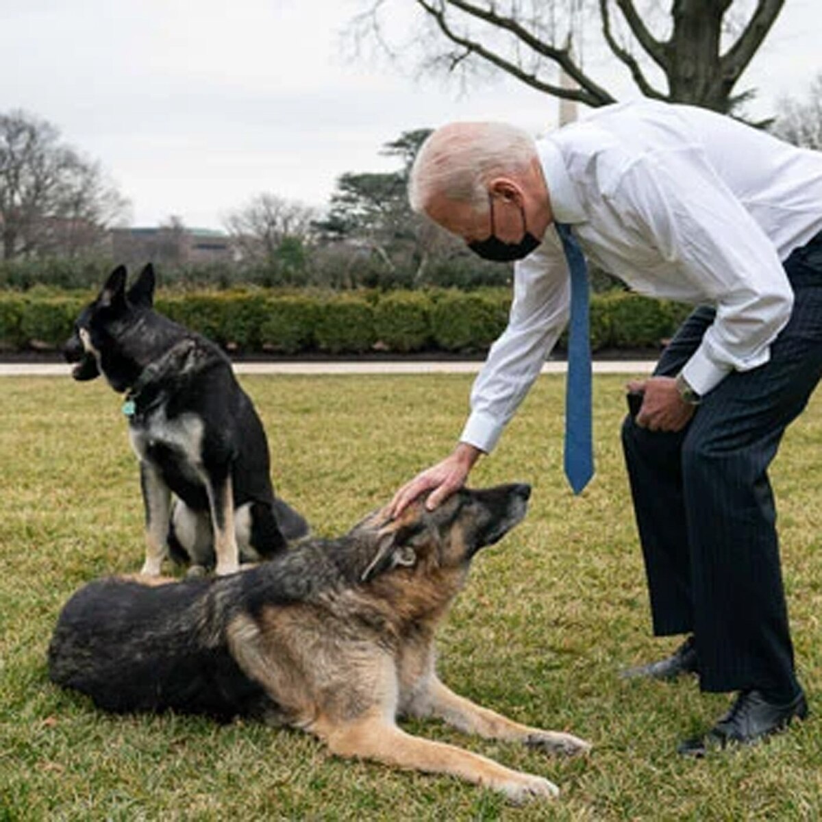 joe biden with his dog