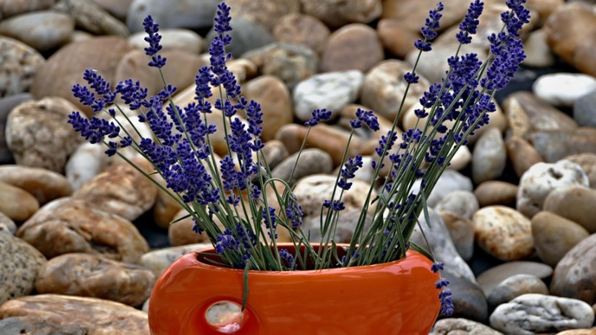 लैवेंडर