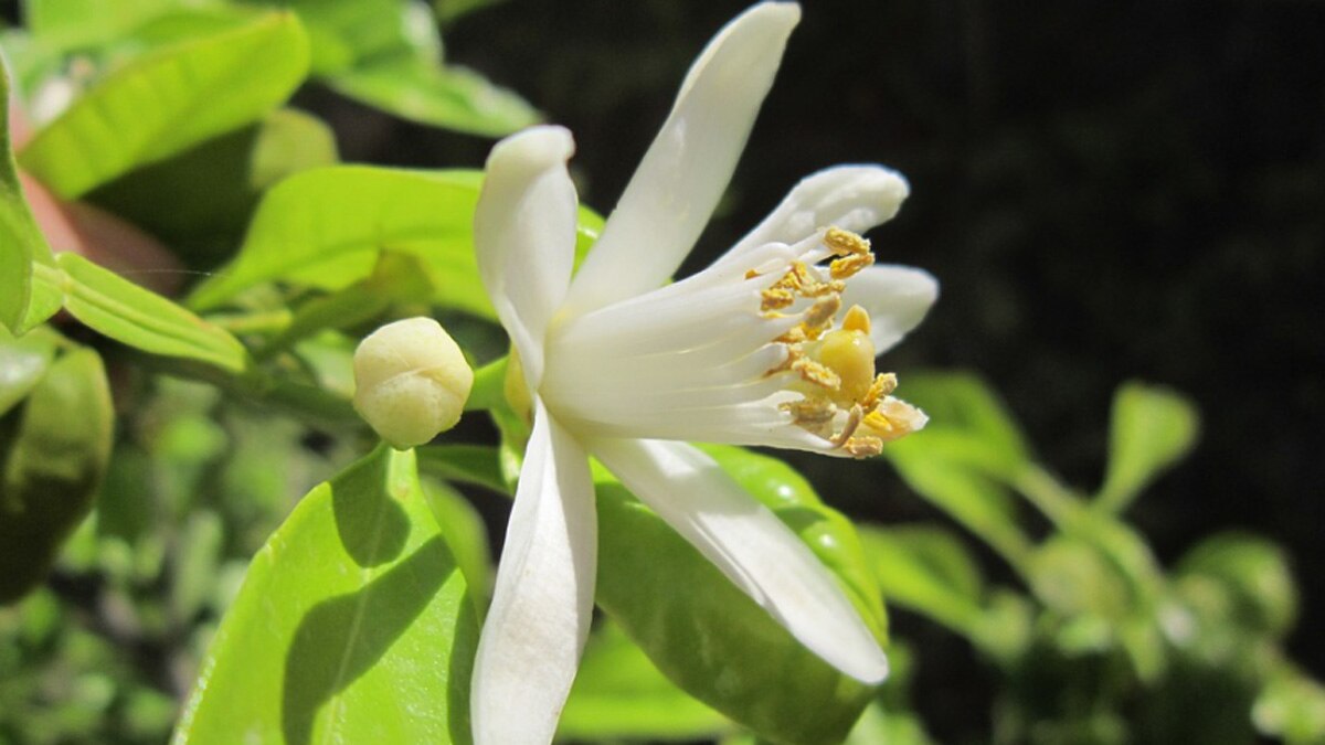 लेमन ग्रास