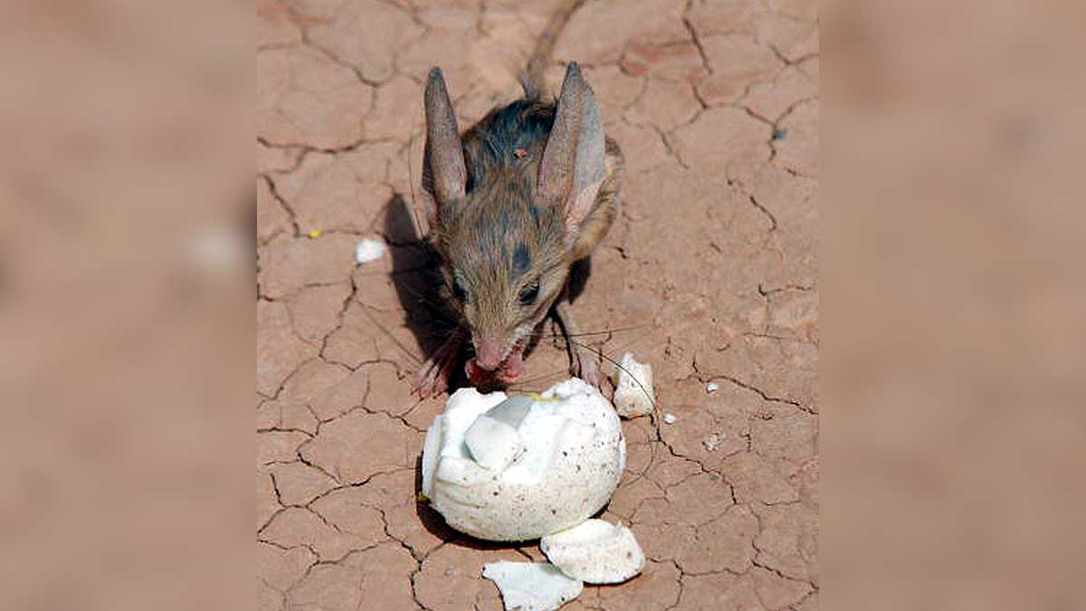 Jerboa Bigger Ears than Elephant