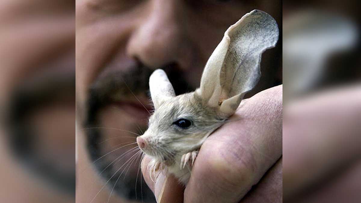 Jerboa Bigger Ears than Elephant
