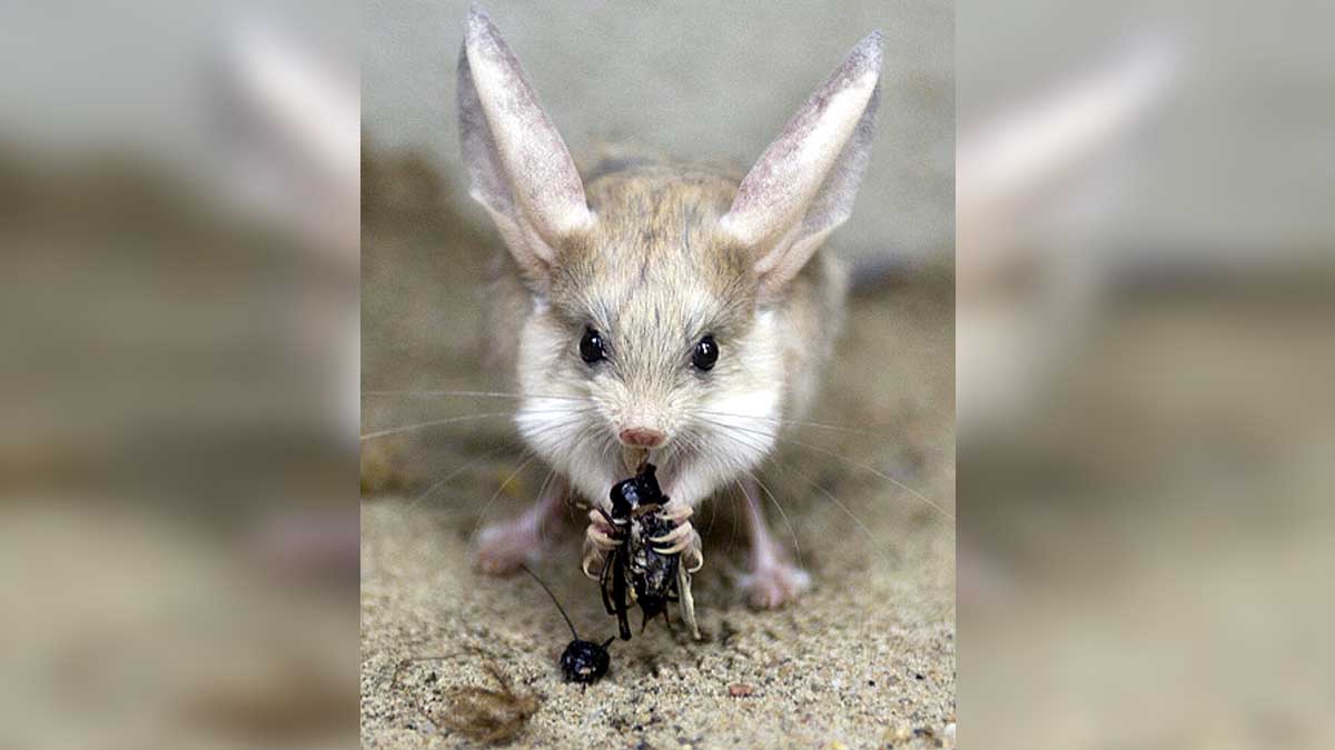 Jerboa Bigger Ears than Elephant