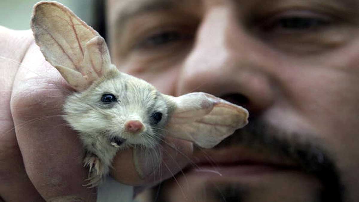Jerboa Bigger Ears than Elephant