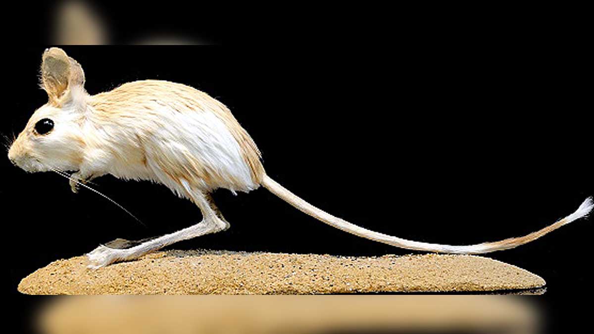 Jerboa Bigger Ears than Elephant