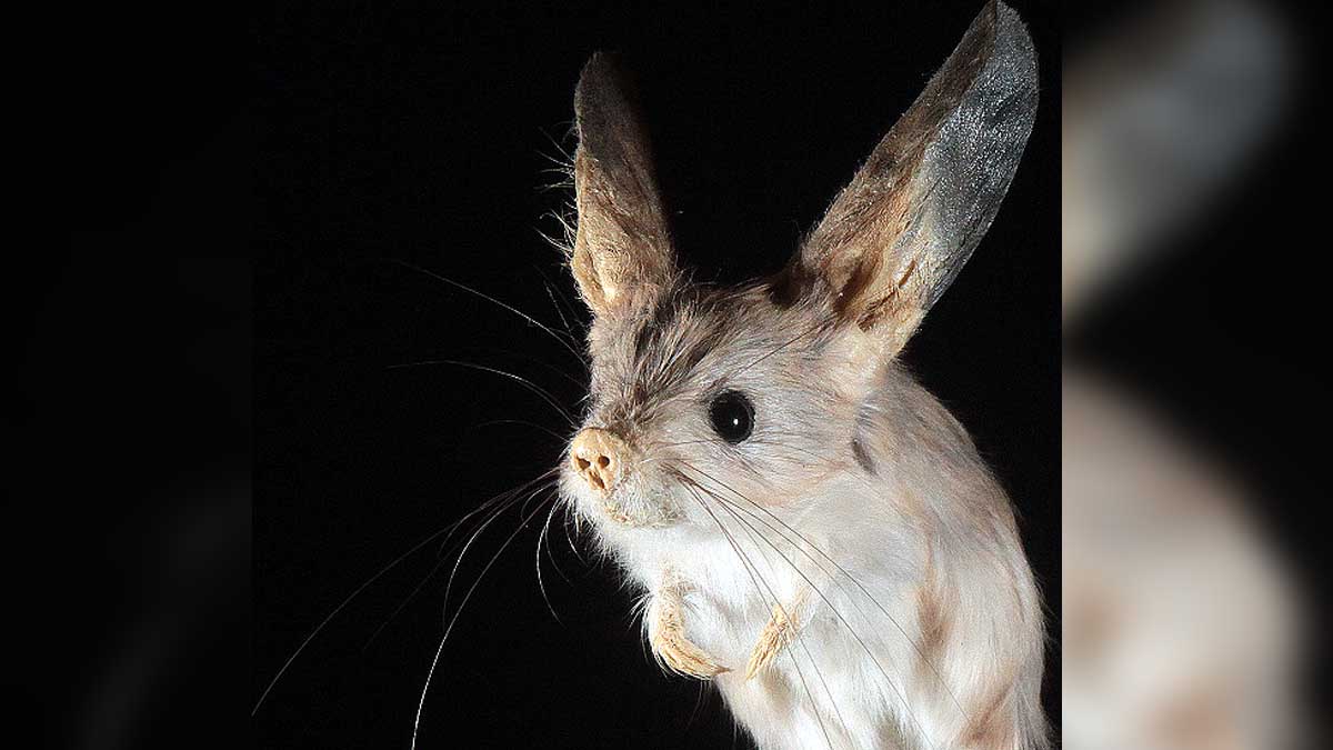 Jerboa Bigger Ears than Elephant
