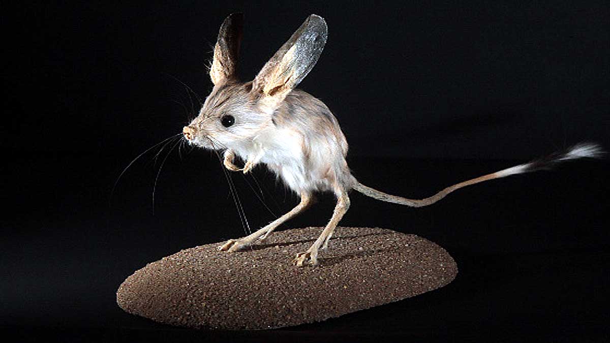 Jerboa Bigger Ears than Elephant