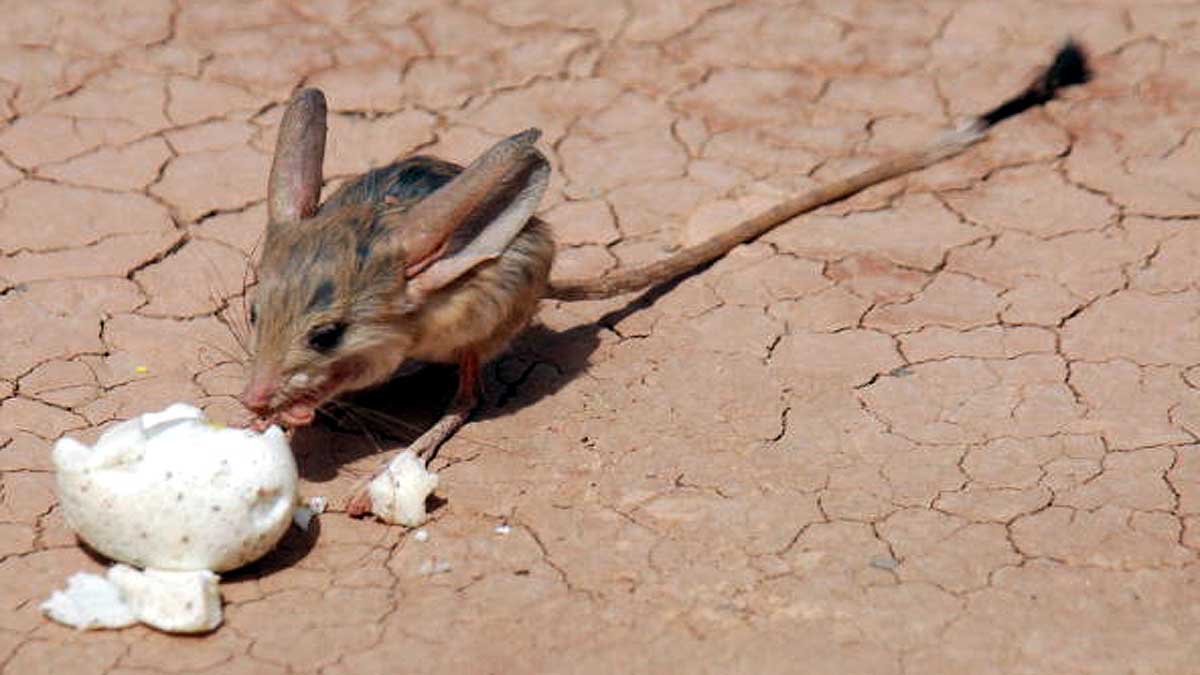 Jerboa Bigger Ears than Elephant