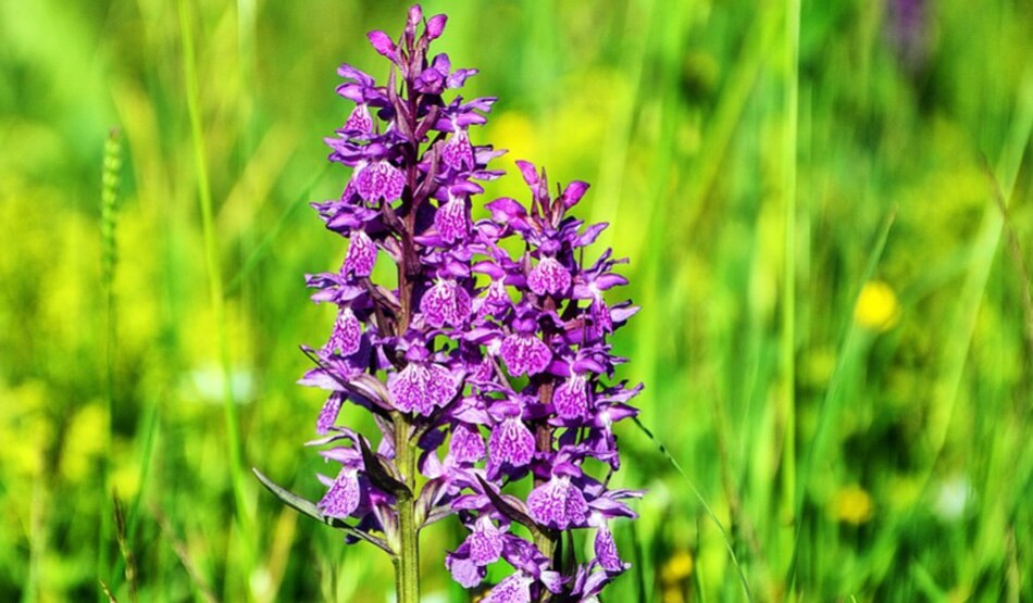 बीमारी से जल्दी रिकवरी