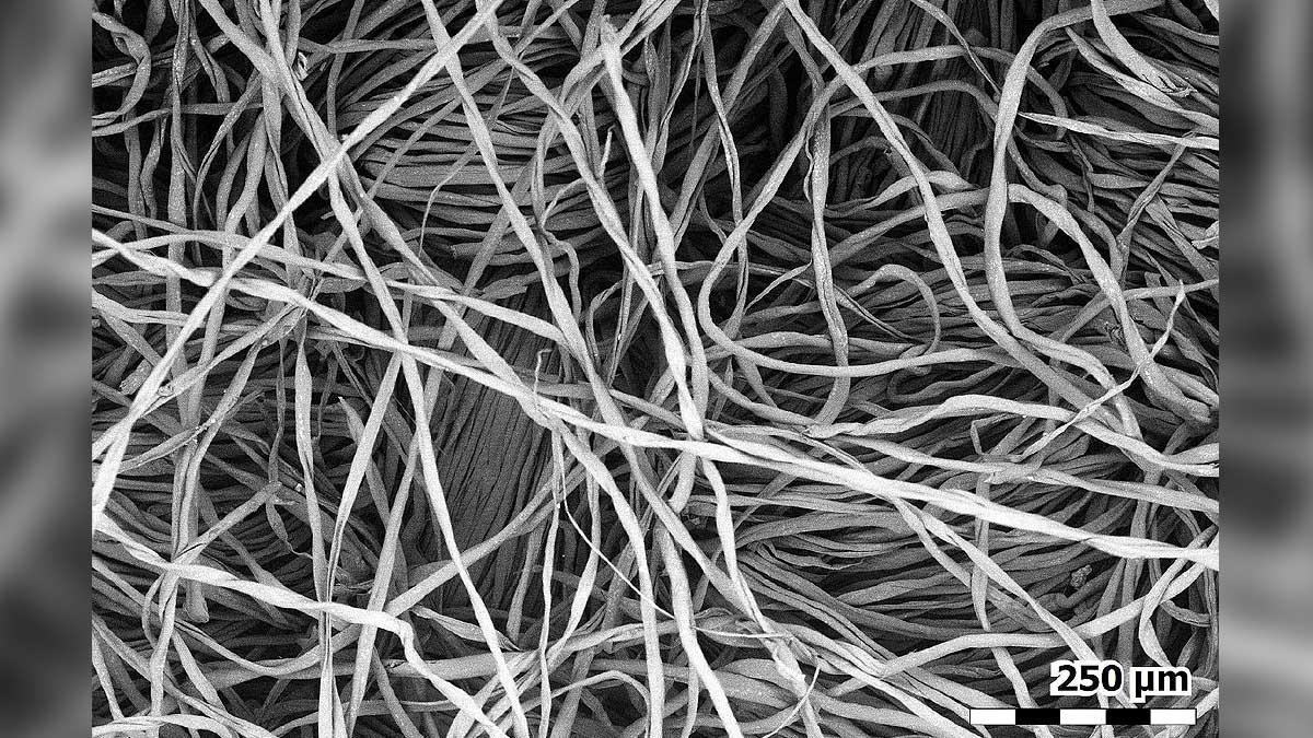 How a Face Mask Looks Under an Electron Microscope