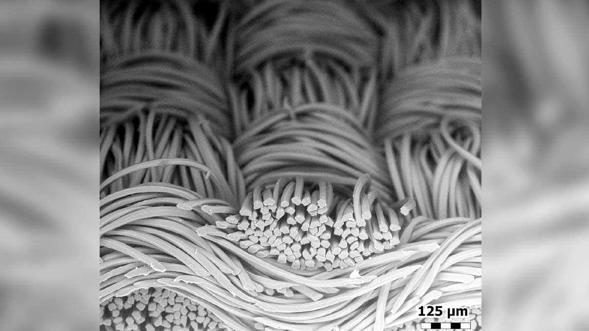 How a Face Mask Looks Under an Electron Microscope