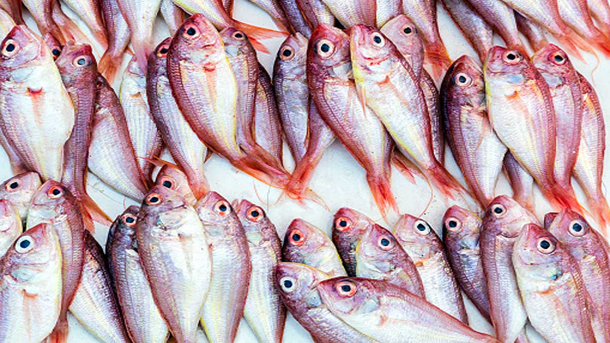 Microplastics in 7 Indian popular Fish 